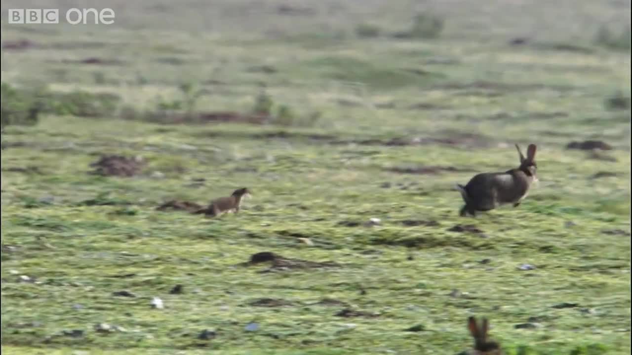 Stoat kills rabbit