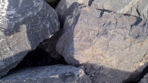 Poor mother cat hiding in the cliffs to protect her Kittens.