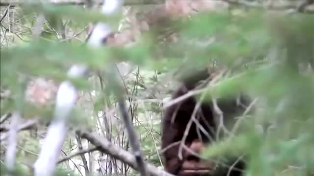 Taking B.C. government to court over Bigfoot