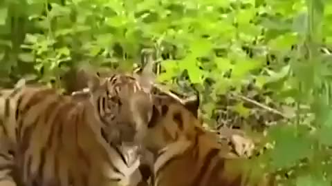 Gibbon Screwing With Tigers