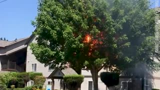 TREE CATCHES FIRE