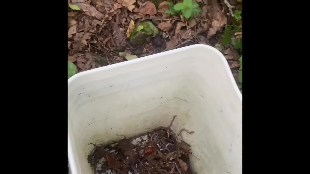 Easy way to find worms