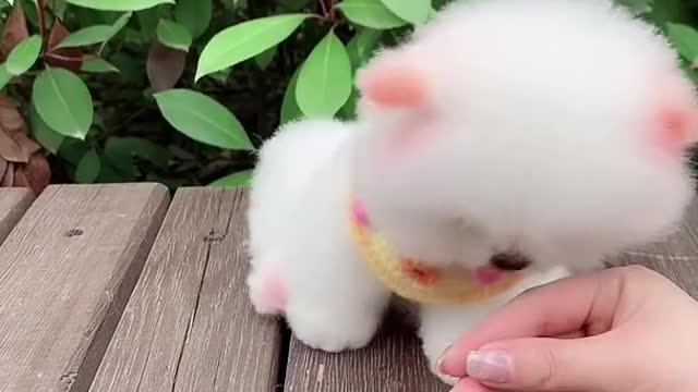soo cute viral video