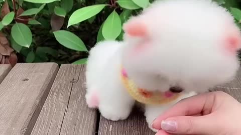 soo cute viral video