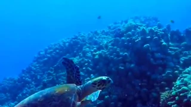 Endangered sea turtles