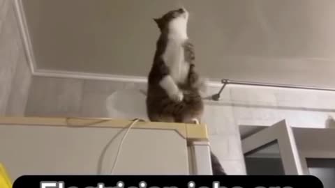 Funny Cat