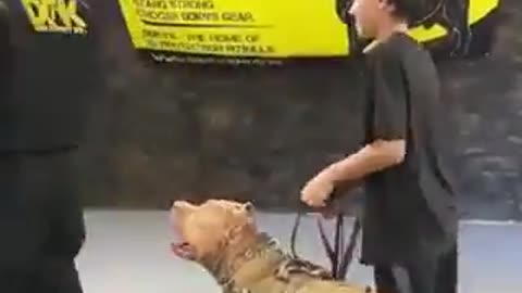 Watch how fast this trained dog recognizs danger
