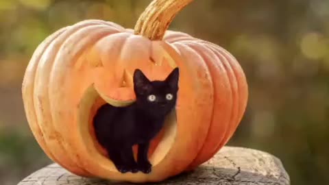 Very Cute And Fanny Cat 🐈 ( Video) 23 May 2023