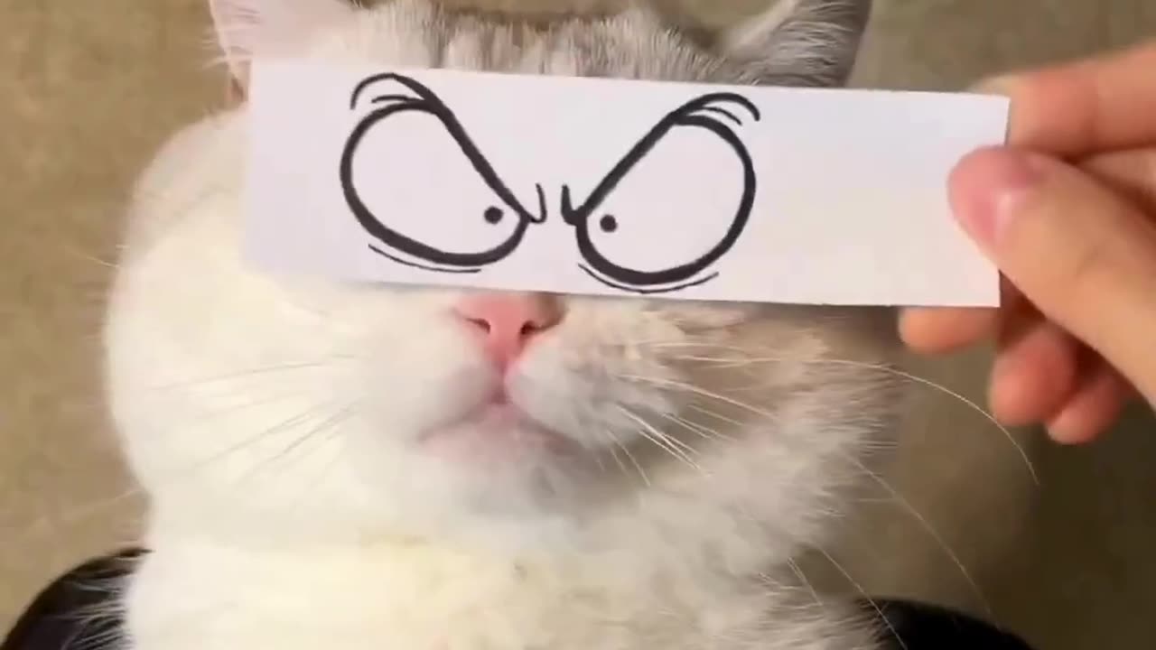 Cute cat & funny cat #funnycat #cutecat #cat