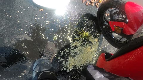 Corn Seller Going The Wrong Way Hits Motorcyclist