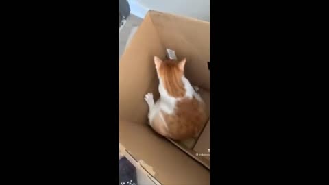 Cat funny moments video USA video