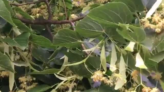 Linden tree in bloom. They represent peaceful negotiations and smell amazing!