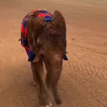 Baby elephant enjoying the weekend