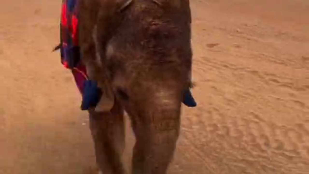 Baby elephant enjoying the weekend