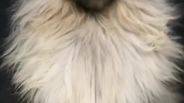 Cat 🐈