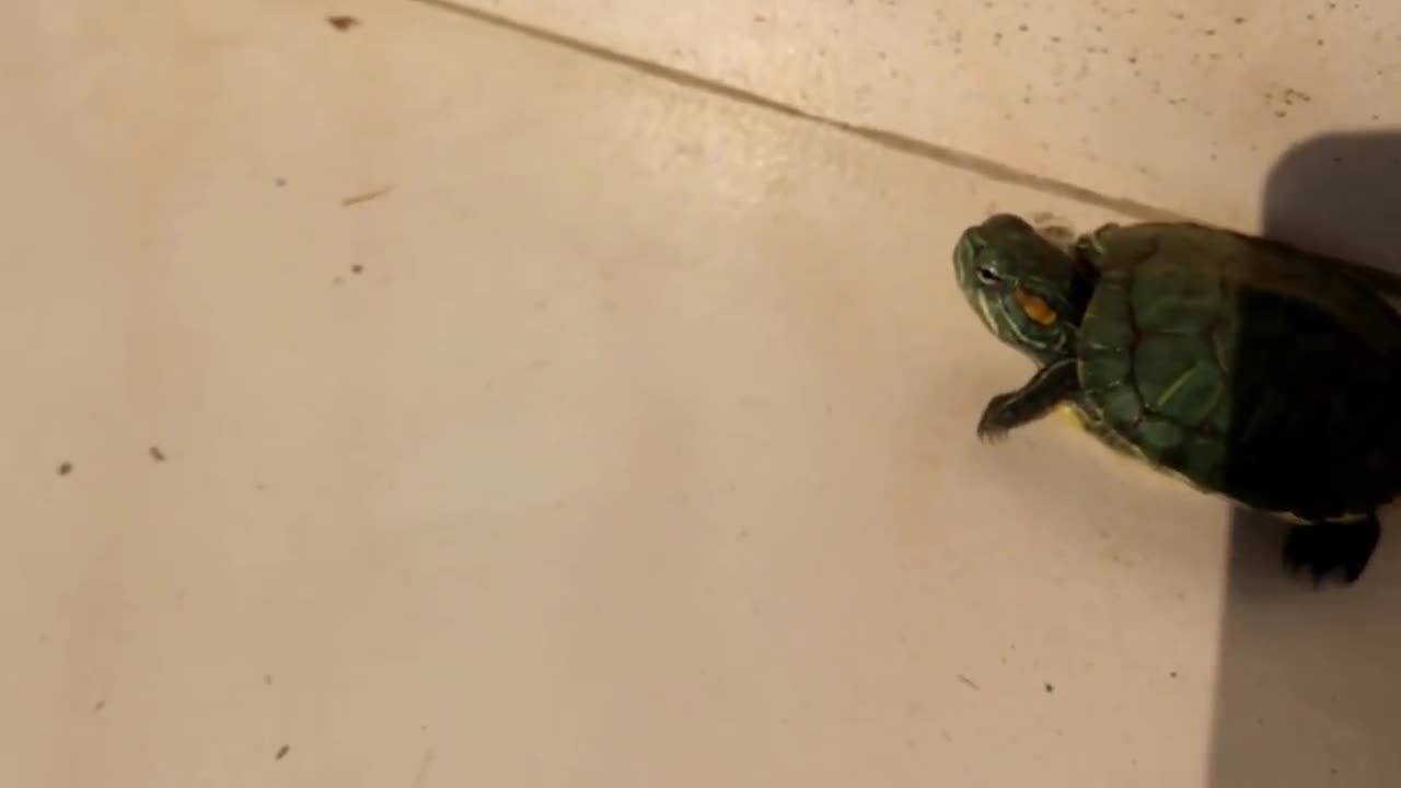 Turtle Helps Buddy Escape The Confines Of Their Tub