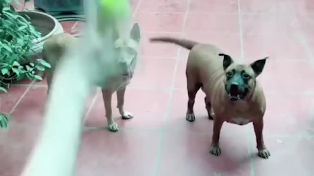 Funniest Animals 2022 😂 Fun with Cats and Dogs 😺🐶 Part 1