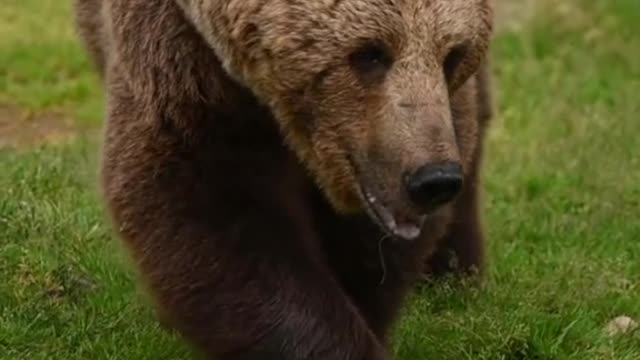 Brown bear