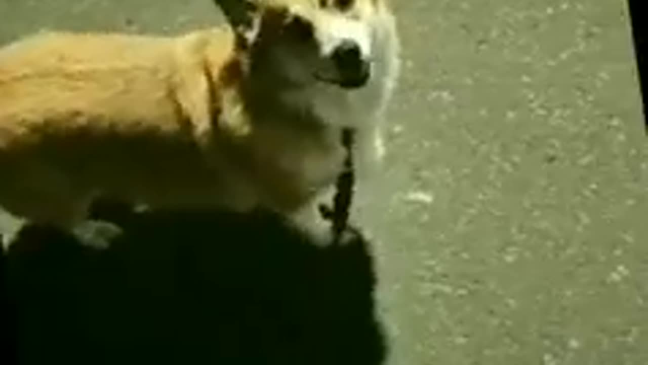 Funny dog