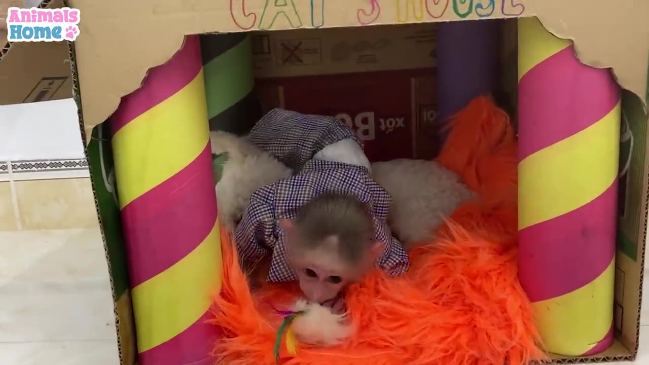 BiBi monkey has fun playing with puppy and cats