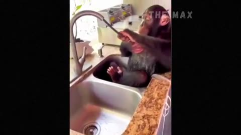 Funny animal