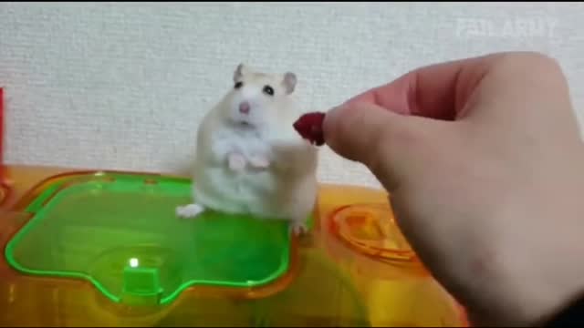 This little guy will have a temper, too