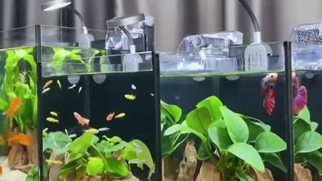 Let’s raise fish together