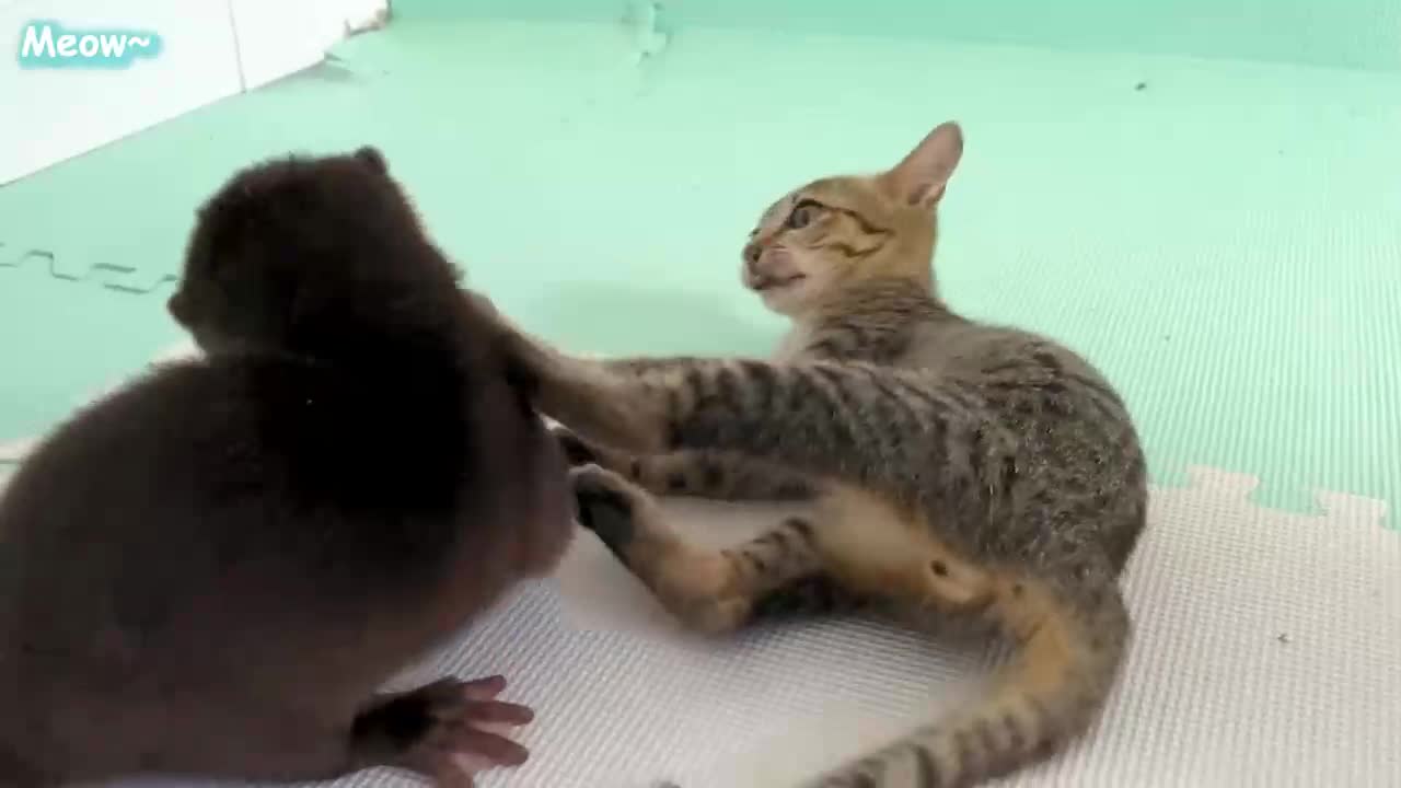 Amazing, How Feral Kitten And Baby Otter Became Friends