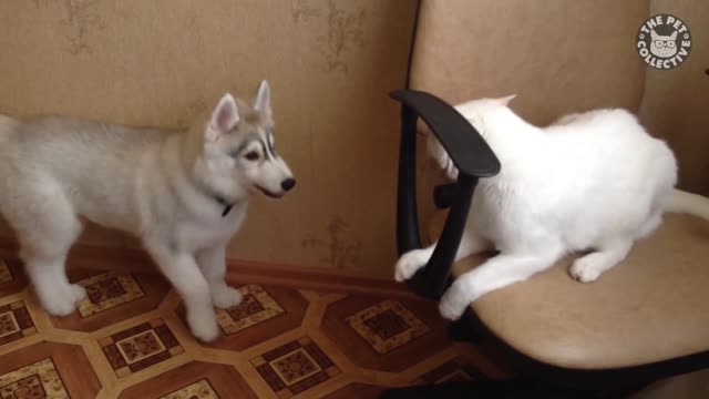 Husky fights Catto