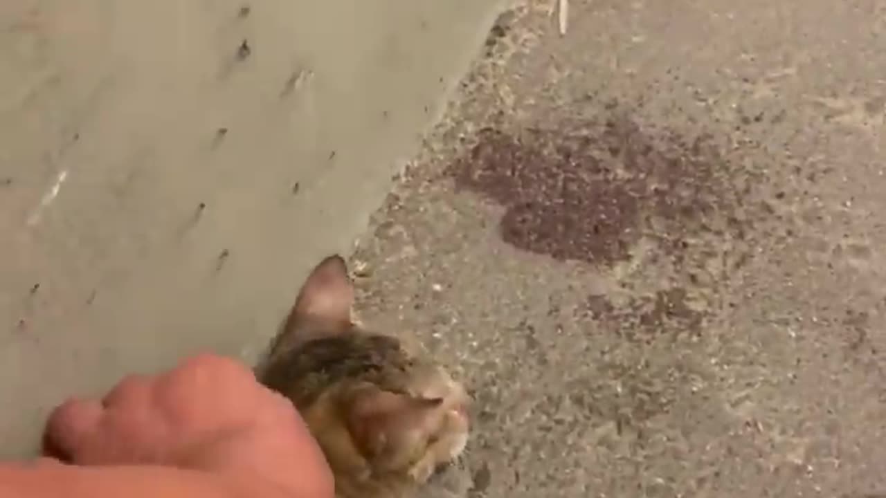 Person Rescues Cat Lying Balled Up by the Road ❤️