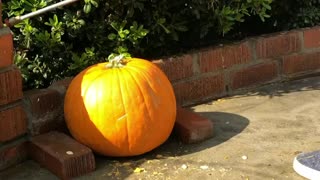 Pressure wash carving pumpkins