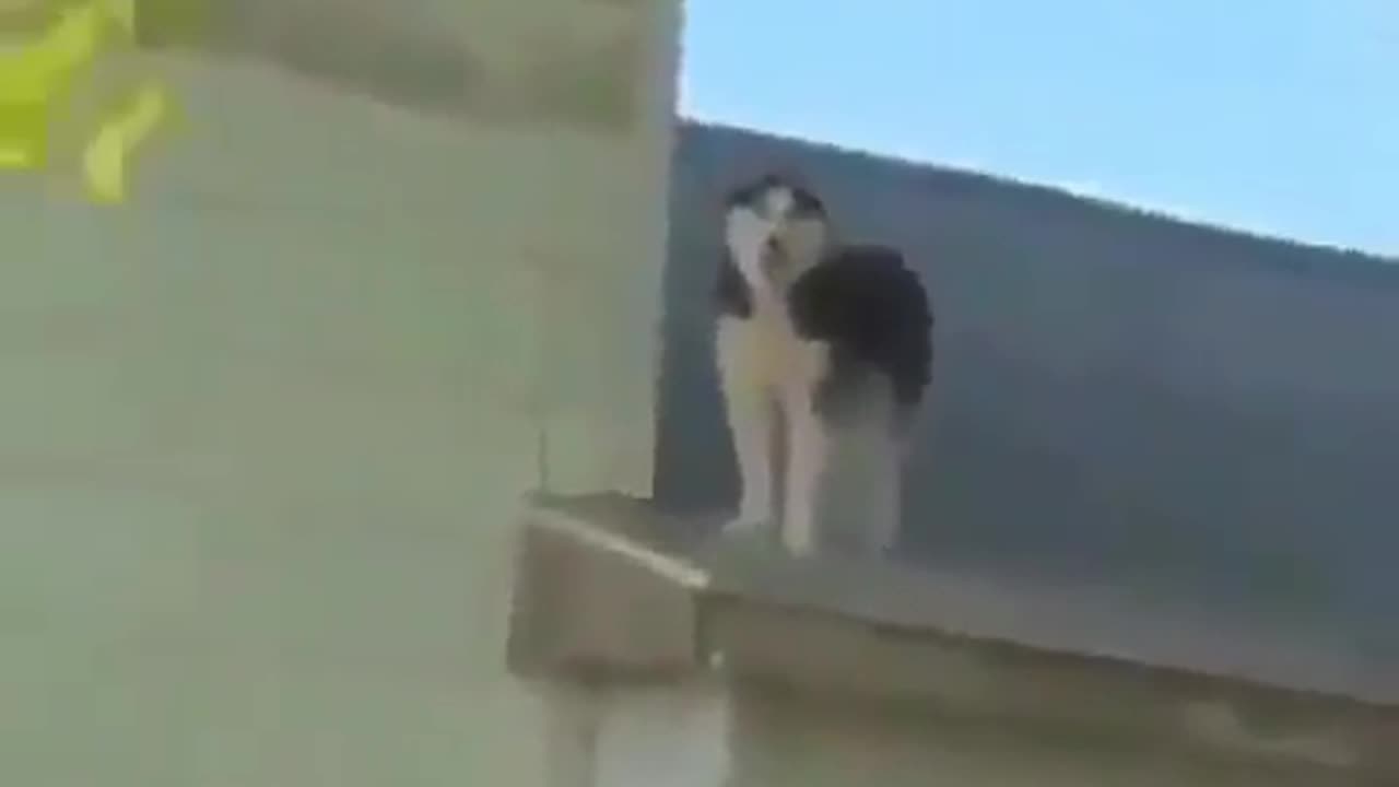 Huskies are weird dog 🐶🐶, funny animal video