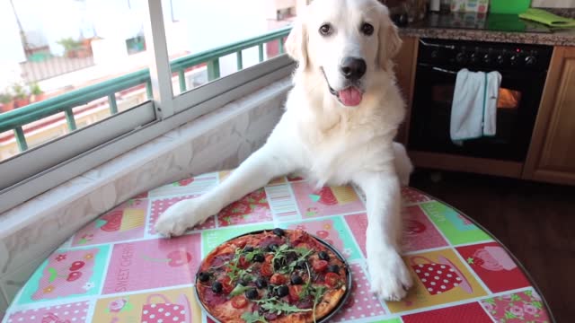 Dog Makes Pizza Funny Golden Retriever Bailey