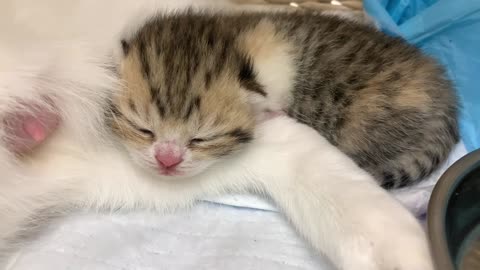 Mother cat wakes up baby kitten with her voice to feed him