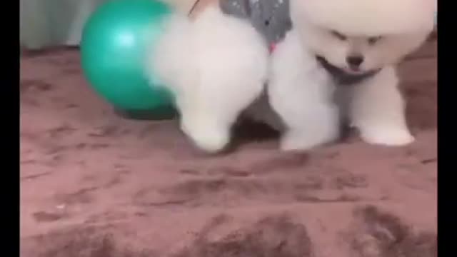 Puppy video