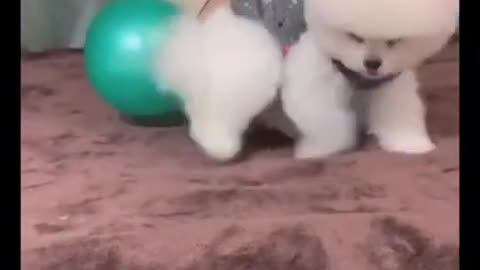 Puppy video