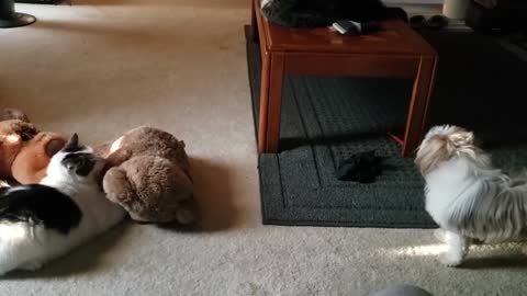 Funny Cats Compilation