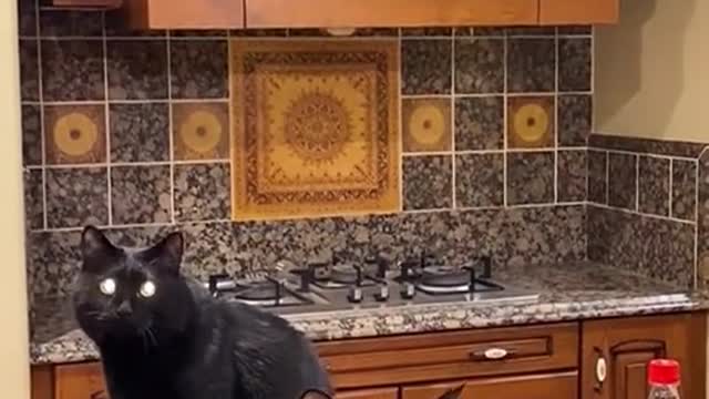 Black cats#foryou #cat #pet #interesting #funny #blackcat