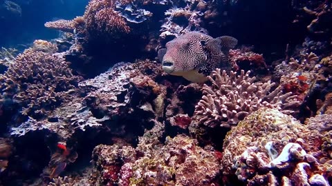 Exploring the Wonders of the Underwater World: A Breathtaking Video Tour