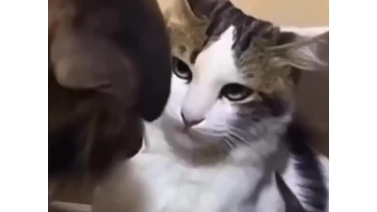 "Funny Hilarious Videos #31"! 🤣😂-Cat be like one wrong move and you are finished.
