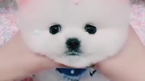 Cut baby pet