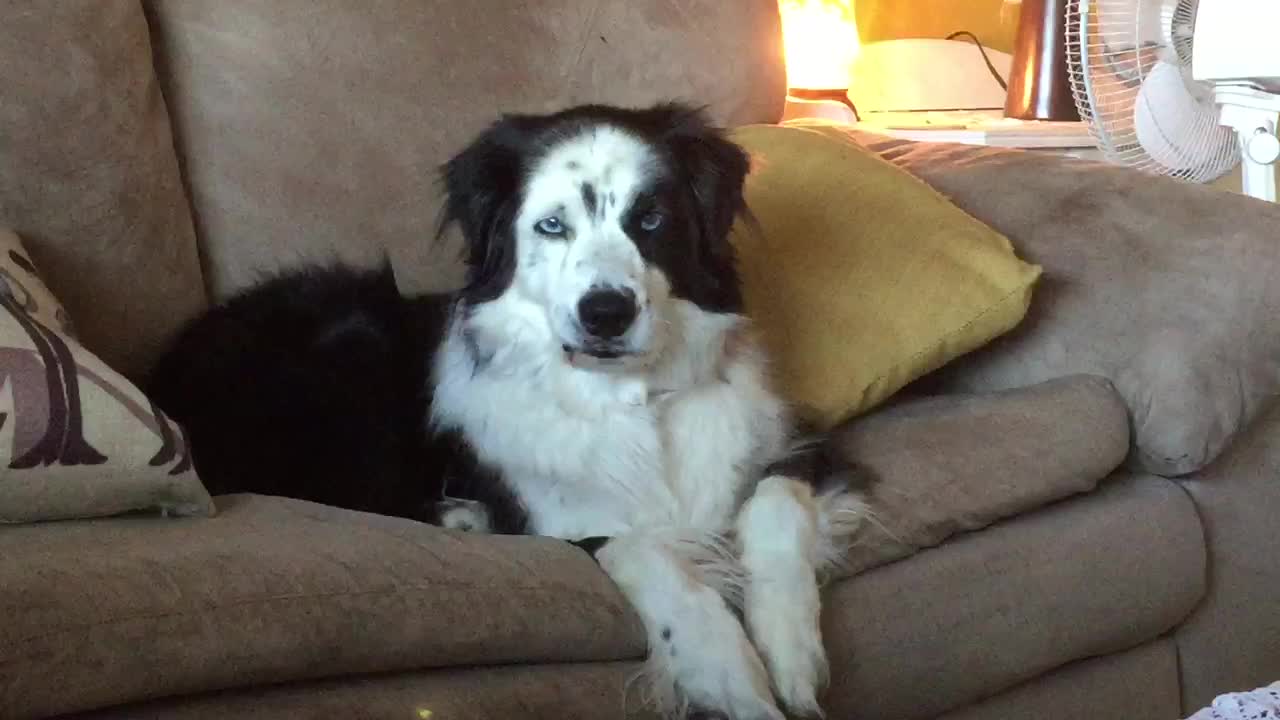 Exhausted dog is too tired to even yawn