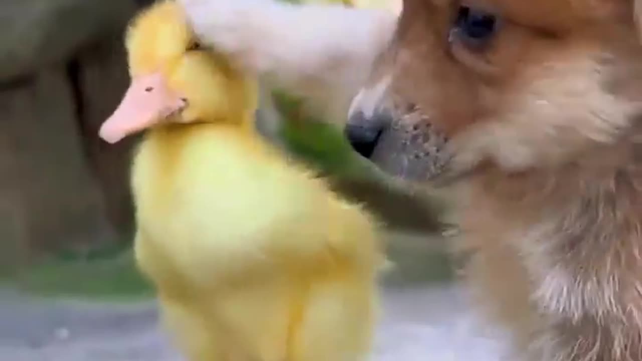 Best friendship between dog and cock / True friendship.