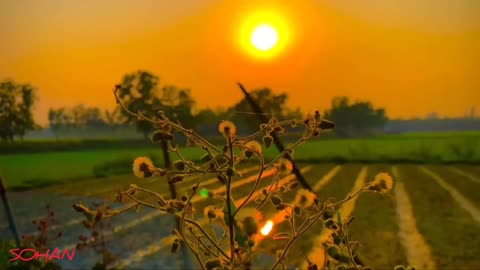 nature