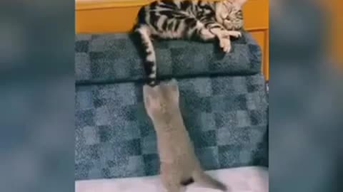 funny cats video try not lo laugh