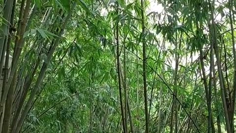 Vietnamese Bamboo (Part 1)