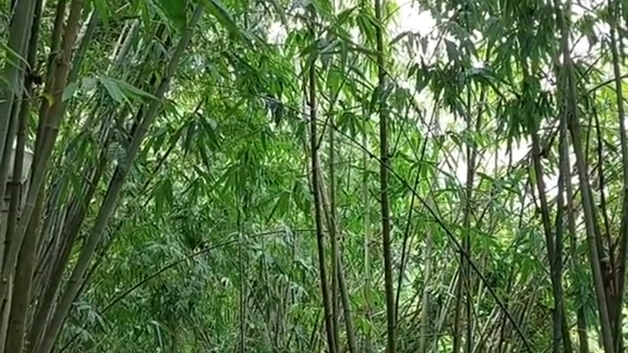 Vietnamese Bamboo (Part 1)