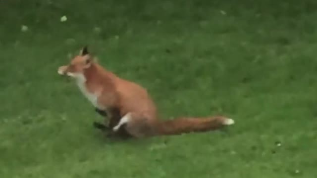 The cute moves of the fox