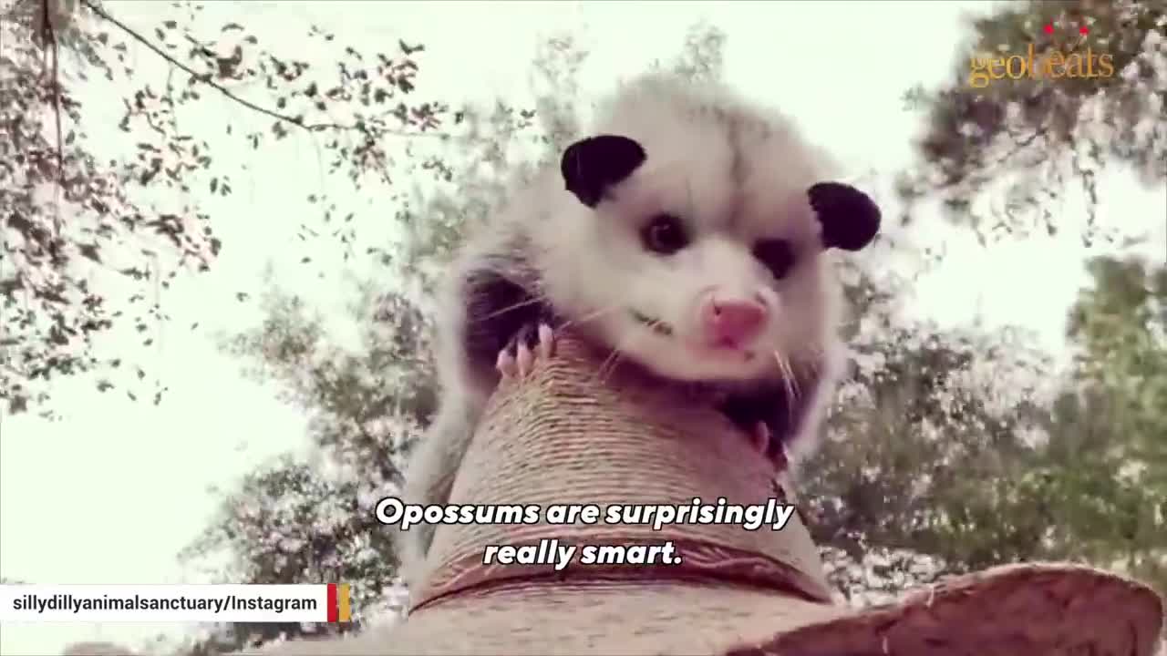 This man raised an opossum. Now he thinks they are smarter than dogs.