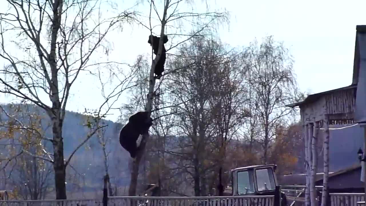A bear climbs a tree after a man.